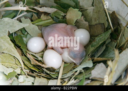 Lila Martin Nest mit Jungtier und vier Eiern Stockfoto