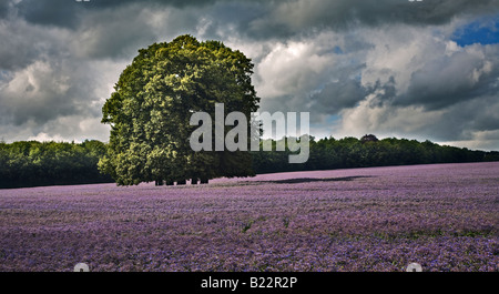 Bereich der blauen Borretsch Blumen, Hampshire, England Stockfoto