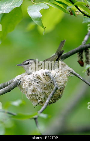 Red eyed Vireo am Nest - vertikal Stockfoto