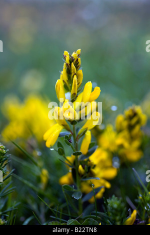 Färber Greenweed Genista Tinctoria cornwall Stockfoto