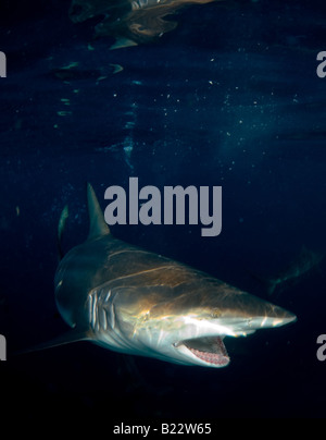 Schwarzspitzen Haie Carcharhinus Limbatus Aliwal Shoal Kwazulu Natal in Südafrika Indischer Ozean Stockfoto