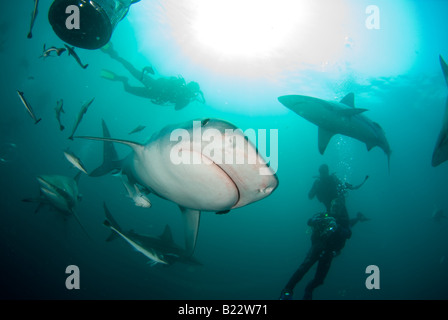 Tigerhai und Taucher Galeocerdo Cuvier Aliwal Shoal Kwazulu Natal in Südafrika Indischer Ozean Stockfoto