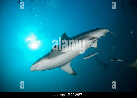 Schwarzspitzen Haie Carcharhinus Limbatus Aliwal Shoal Kwazulu Natal in Südafrika Indischer Ozean Stockfoto