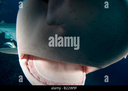 Tiger Shark entdecken die Kamera Galeocerdo Cuvier Aliwal Shoal Kwazulu Natal in Südafrika Indischer Ozean Stockfoto