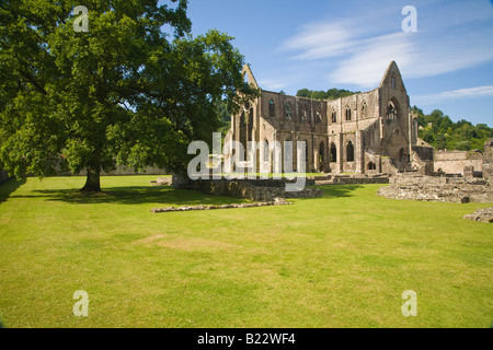 Blick auf den Osten und Nord Transeps von Tintern Abbey, mit Eiche. Stockfoto