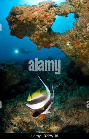 Riff-Szene mit maurischen Idole Aliwal Shoal Kwazulu Natal in Südafrika Indischer Ozean Stockfoto