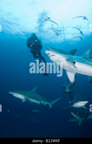 Schwarzspitzen Haie und Taucher Carcharhinus Limbatus Aliwal Shoal Kwazulu Natal in Südafrika Indischer Ozean Stockfoto