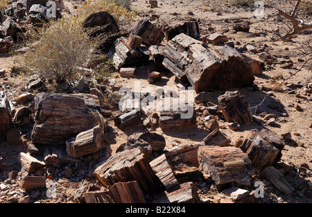 VERSTEINERTER Wald in der Nähe von Twyfelfontein, versteinerte Baum, Namibia, Afrika Stockfoto