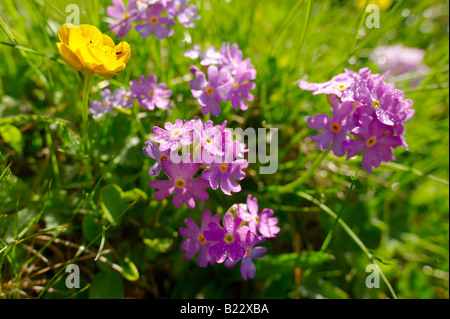 Alpine Birdseye Primel (Primula Farinosa) auf 2600M auf Berner Alpen, Schweiz Stockfoto