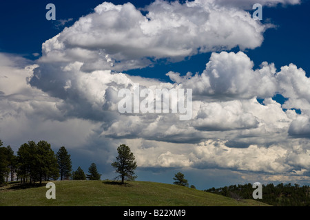 Cumulus Wolken über Custer State Park in South Dakota USA, durch Willard Clay/Dembinsky Foto Assoc Stockfoto