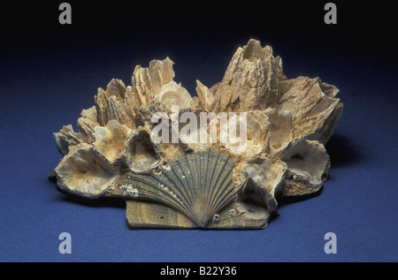 Barnacle Fossilien (Balanus Concavus) Stockfoto