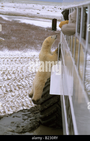 Touristen auf der Suche bei Eisbären durch Fenster des Fahrzeugs, Cape Churchill, Kanada Stockfoto