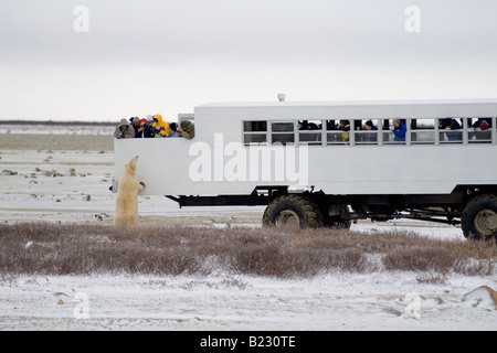 Touristen auf der Suche bei Eisbär aus Fahrzeug Cape Churchill Kanada Stockfoto