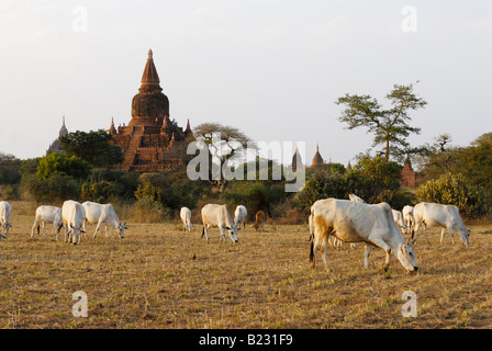 Herde der Kühe im Feld, Pagan, Myanmar Stockfoto