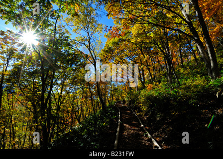 Herbstliche Laub der Alpen Shiga Kogen Höhen Joshin Etsu Nationalpark Japan Japan Stockfoto