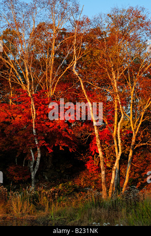 Herbstliche Laub der Alpen Shiga Kogen Höhen Joshin Etsu Nationalpark Japan Japan Stockfoto