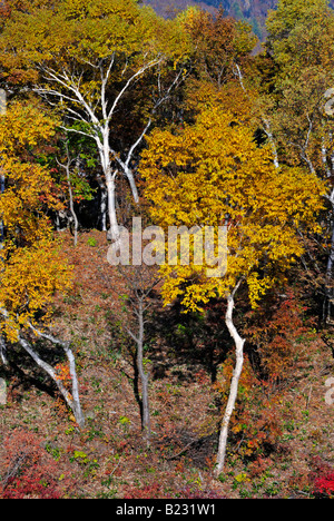 Herbstliche Laub der Alpen Shiga Kogen Höhen Joshin Etsu Nationalpark Japan Japan Stockfoto