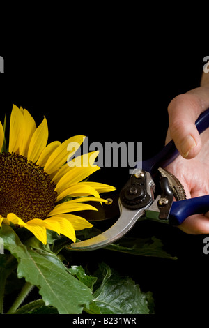 Eine Frauenbeschneidung ein ^ Sonnenblume (Helianthus Annuus), UK. Stockfoto