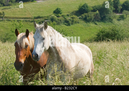 Zwei Pferde stehen im Feld Stockfoto