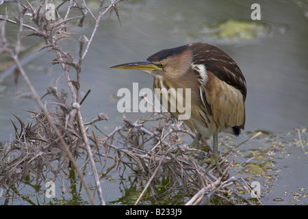 Kleiner Bitterstoff, Ixobrychus Minutus weiblich thront auf die Vegetation in Graben in der Nähe von Kalloni, Lesbos, Griechenland im April. Stockfoto