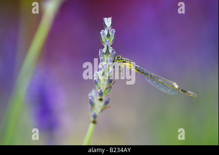 Enallagma Cyathigerum. Weibliche gemeinsame blue Damselfly auf Lavendel Stockfoto