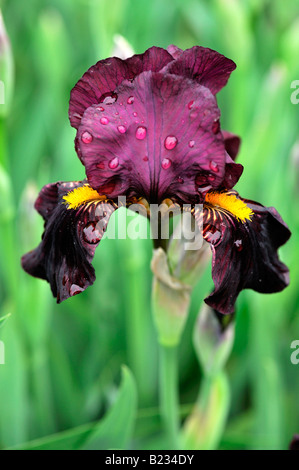 Iris Germanica Iris Langport Flamme Deutsch Iris aka blaue Flagge, Seerosengewächse Iris oder Bartiris Stockfoto