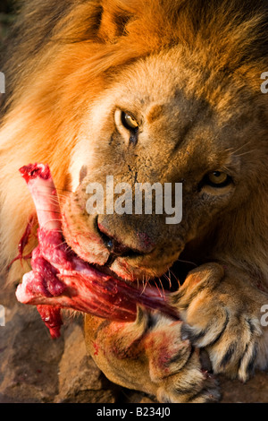 Ein Löwe Essen in Etosha Nationalpark, Namibia Stockfoto