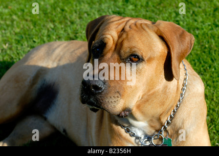 Japan-Sumo-Hund Tosa Inu Stockfoto