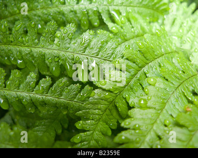 Grüne Farn Blatt mit Wassertropfen nach Regen. Studie mit kühlem Wasser tropft auf gewebte Farne. Stockfoto