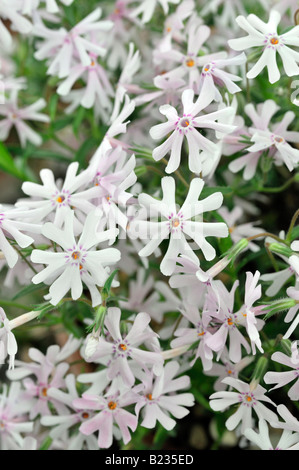 Phlox Bithida Petticoat weiße Blume Closeup Nahaufnahme Makro Detail Schärfentiefe Stockfoto