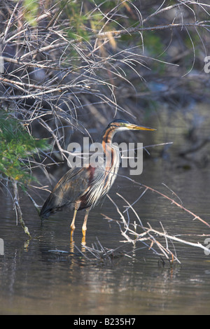 Purple Heron Ardea Purpurea versteckt im Schatten in Mündung in der Nähe von Apothikes, Lesbos, Griechenland im April. Stockfoto