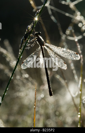 Smaragd Damselfly, Lestes sponsa, Damselfly, Female, am frühen Morgen bedeckt und funkelnd im Tau Sussex UK August Stockfoto