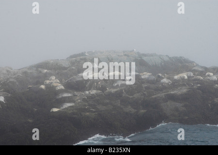 Seehunde und Kegelrobben in der Bay Of Fundy Stockfoto