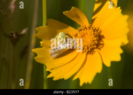 Grüne Krabbenspinne mit erbeuteten Moth auf wilde Coreopsis Blüte Stockfoto