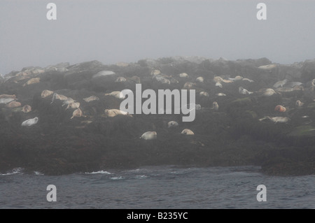 Seehunde und Kegelrobben in der Bay Of Fundy Stockfoto