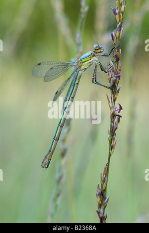 Smaragd Damselfly, Lestes sponsa, Damselfly, Female, am frühen Morgen bedeckt und funkelnd im Tau Sussex UK August Stockfoto