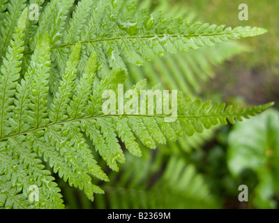 Frische grüne Farn Blätter nach Regen mit Wasser fällt. Stockfoto