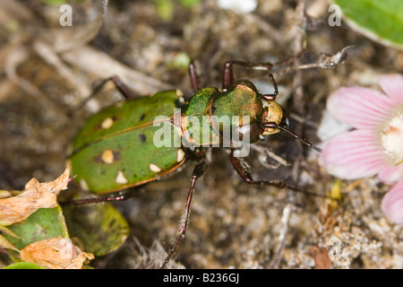 Grün-Sandlaufkäfer (Cicindela Campestris) Stockfoto