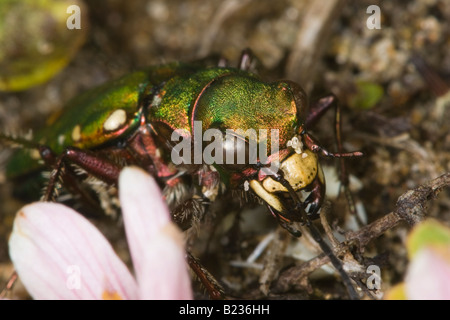 Nahaufnahme des Kopfes eine grüne Sandlaufkäfer (Cicindela Campestris) Stockfoto