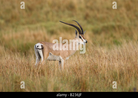 Grant's Gazelle, Kenia, Afrika Stockfoto