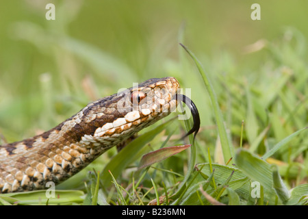 Weibliche Kreuzotter Vipera Berus Kopf Großaufnahme zeigt roten Augen mit Split Pupille und erweiterte gespaltene Zunge Stockfoto