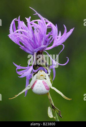 Misumenoides Formosipes, eine Art von großen Blume Spinne, die Bestandteil der Krabbe-Spinne-Gruppe, ist wartet auf Beute auf einer Blume. Stockfoto