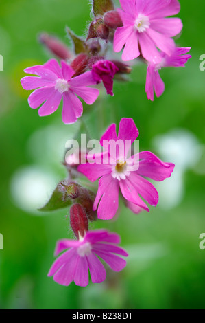 Alpine Red Campion, Silene Dioica - Grindelwald - Berner Schweizer Alpen der Schweiz Stockfoto