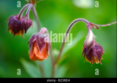 Alpenwasser Avens (Geum Rivale). Bort Grindelwald, Berner Alpen. Schweiz Europa Stockfoto