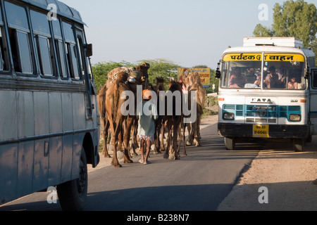 Busse weichen Kamele auf einer Straße in Rajasthan, Indien Stockfoto