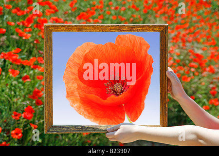 Kreative Mohn Stockfoto