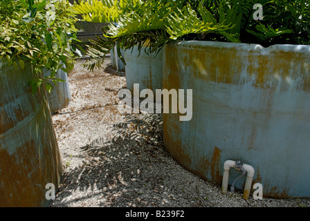 "Wohnmaschine" natürliche Abwasserreinigung, Corkscrew Swamp Audubon Sanctuary Stockfoto