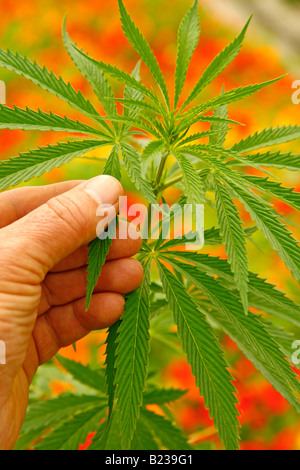 Cannabis Sativa Blätter Stockfoto