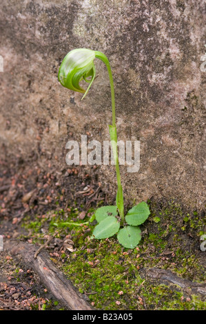 Australische nickend Pterostylis Orchidee Stockfoto