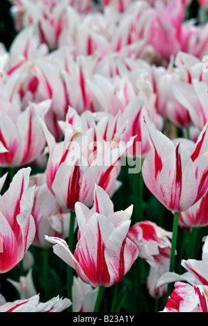 Tulpe Marilyn Lilie geblüht Gruppe weiß rosa gestreifte Variante Var sp Artenvielfalt Stockfoto